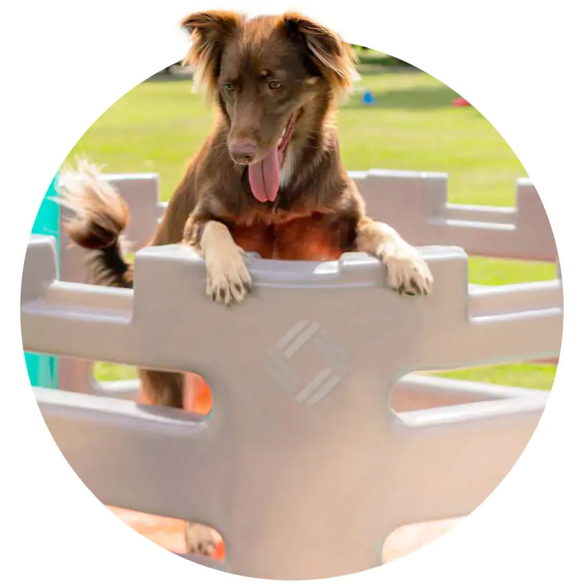 Linha de brinquedos e plays - Pet Place