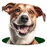Cachorro olhando o parquinho PET MP03