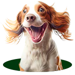 Doguinho olhando o playground PET MP02