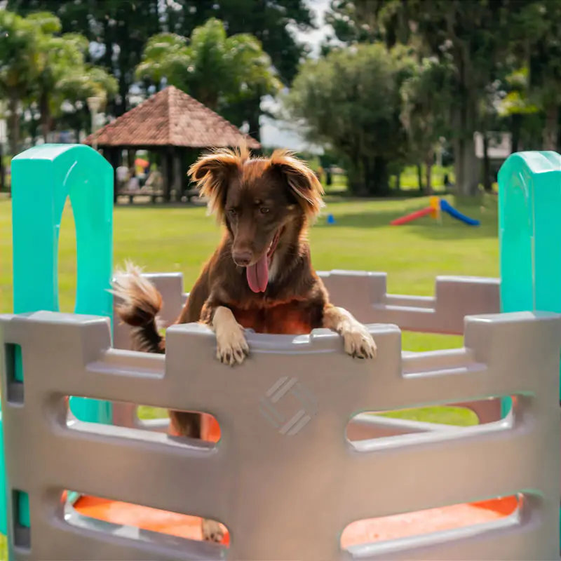 Pet Place